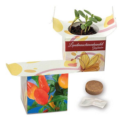 Blumenampel, Gewürzpaprika, 1-seit. Druck