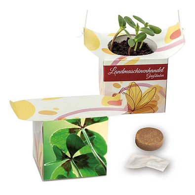 Blumenampel, Glücksklee