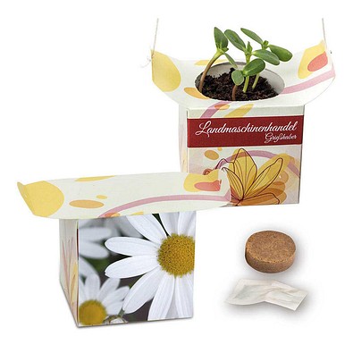 Blumenampel, Margerite, 1-seit. Druck