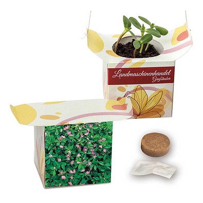 Blumenampel, Persischer Klee, 1-seit. Druck