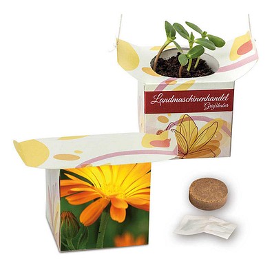 Blumenampel, Ringelblume, 1-seit. Druck