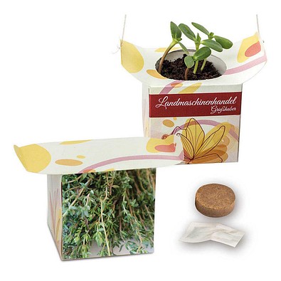 Blumenampel, Thymian, 1-seit. Druck