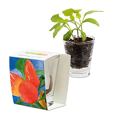 Caffeino-Glas mit Samen, Gewürzpaprika, 1-seit. Druck