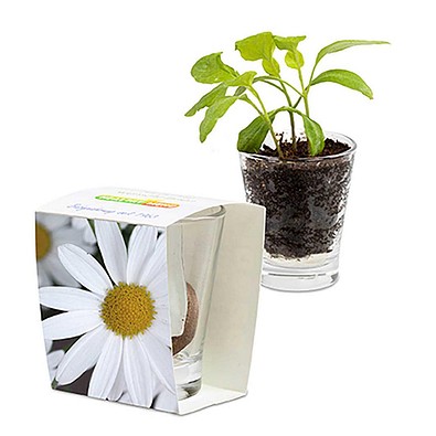 Caffeino-Glas mit Samen, Margerite, 1-seit. Druck