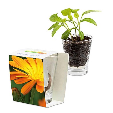 Caffeino-Glas mit Samen, Ringelblume, 1-seit. Druck