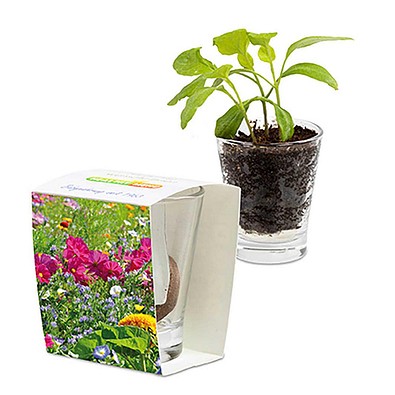 Caffeino-Glas mit Samen, Sommerblumenmischung, 1-seit. Druck