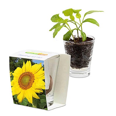 Caffeino-Glas mit Samen, Sonnenblume, 1-seit. Druck
