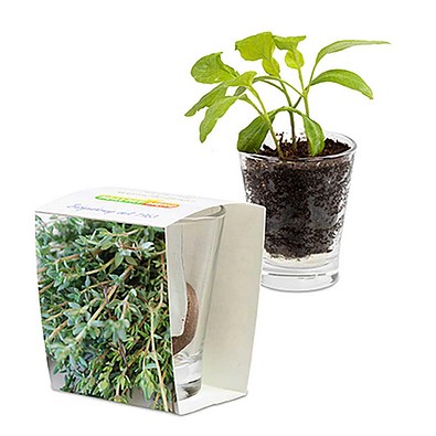 Caffeino-Glas mit Samen, Thymian, 1-seit. Druck