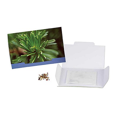Flower-Card mit Samen, Fichte, 1-seit. Druck