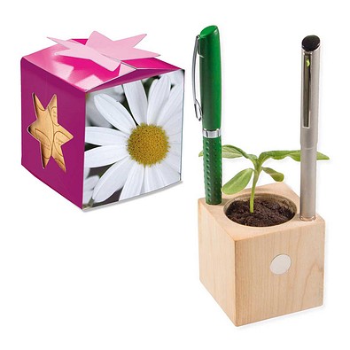 Pflanz-Holz Büro Star-Box mit Samen, Margerite, 1-seit. Druck