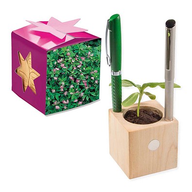 Pflanz-Holz Büro Star-Box mit Samen, Persischer Klee, 1-seit. Druck