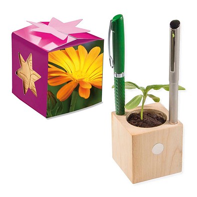 Pflanz-Holz Büro Star-Box mit Samen, Ringelblume, 1-seit. Druck