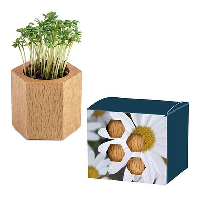 Pflanz-Holz Hexagon mit Samen, Margerite, 1-seit. Druck