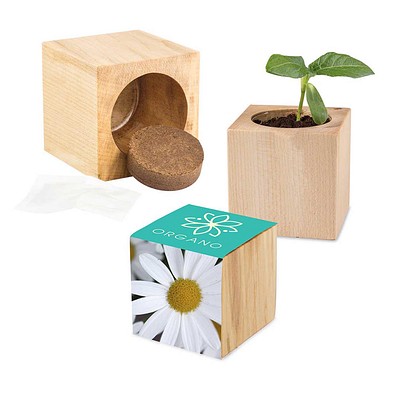 Pflanz-Holz Maxi mit Samen, Margerite, 1-seit. Druck