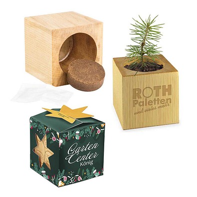 Pflanz-Holz Maxi Star-Box mit Samen, Fichte, 1-seit. Druck