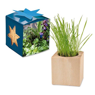 Pflanz-Holz Maxi Star-Box mit Samen, Kräutermischung, 1-seit. Druck