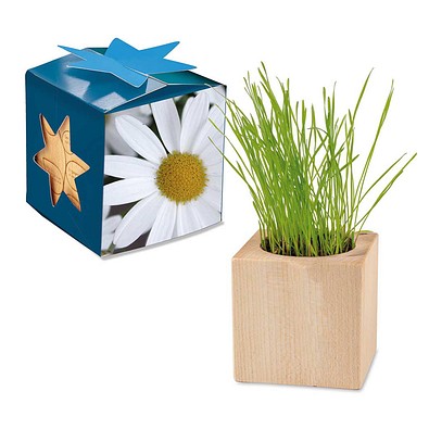 Pflanz-Holz Maxi Star-Box mit Samen, Margerite, 1-seit. Druck