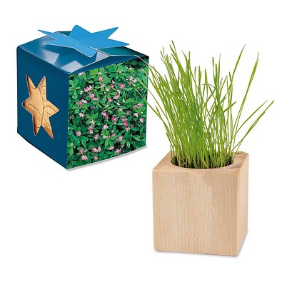 Pflanz-Holz Maxi Star-Box mit Samen, Persischer Klee, 1-seit. Druck
