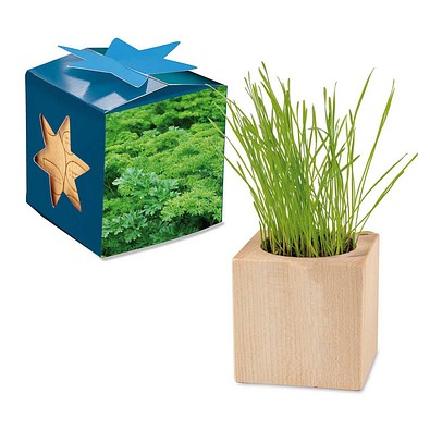 Pflanz-Holz Maxi Star-Box mit Samen, Petersilie, 1-seit. Druck