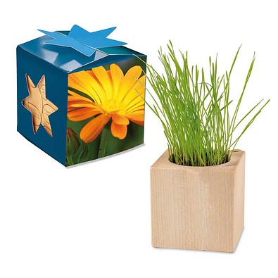 Pflanz-Holz Maxi Star-Box mit Samen, Ringelblume, 1-seit. Druck