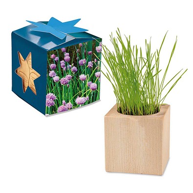 Pflanz-Holz Maxi Star-Box mit Samen, Schnittlauch, 1-seit. Druck