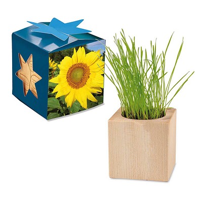 Pflanz-Holz Maxi Star-Box mit Samen, Sonnenblume, 1-seit. Druck