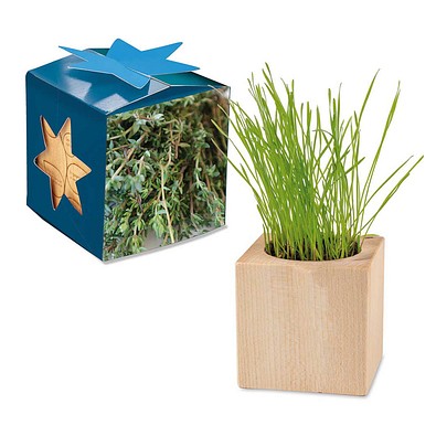Pflanz-Holz Maxi Star-Box mit Samen, Thymian, 1-seit. Druck