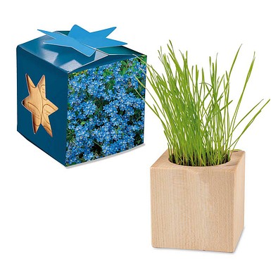Pflanz-Holz Maxi Star-Box mit Samen, Vergissmeinnicht, 1-seit. Druck