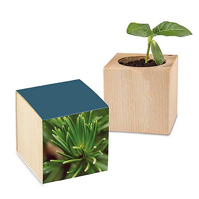 Pflanz-Holz mit Samen, Fichte, 1-seit. Druck