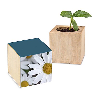 Pflanz-Holz mit Samen, Margerite, 1-seit. Druck