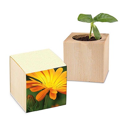 Pflanz-Holz mit Samen (Graspapier-Banderole), Ringelblume, 1-seit. Druck