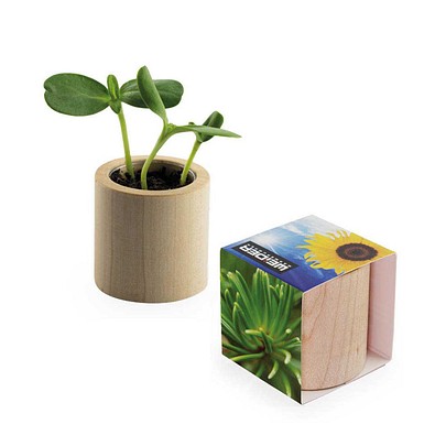 Pflanz-Holz rund mit Samen, Fichte, 1-seit. Druck