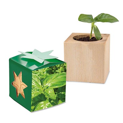 Pflanz-Holz Star-Box mit Samen, Basilikum, 1-seit. Druck
