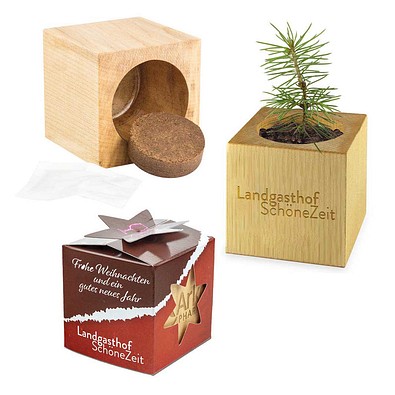 Pflanz-Holz Star-Box mit Samen, Fichte, 1-seit. Druck