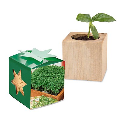 Pflanz-Holz Star-Box mit Samen, Gartenkresse, 1-seit. Druck