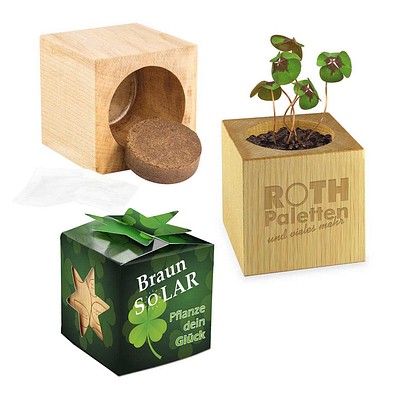 Pflanz-Holz Star-Box mit Samen, Glücksklee