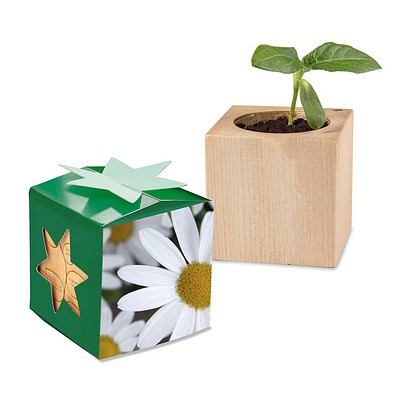 Pflanz-Holz Star-Box mit Samen, Margerite, 1-seit. Druck