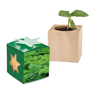 Pflanz-Holz Star-Box mit Samen, Petersilie, 1-seit. Druck