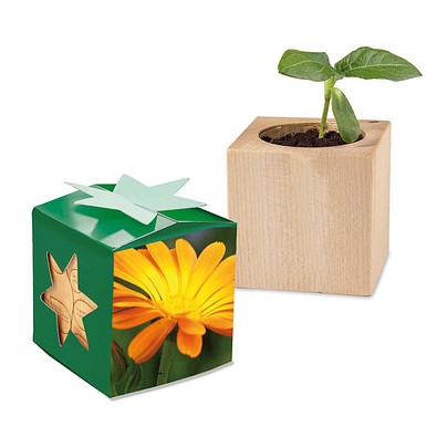 Pflanz-Holz Star-Box mit Samen, Ringelblume, 1-seit. Druck