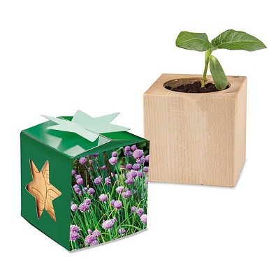 Pflanz-Holz Star-Box mit Samen, Schnittlauch, 1-seit. Druck