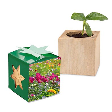 Pflanz-Holz Star-Box mit Samen, Sommerblumenmischung, 1-seit. Druck
