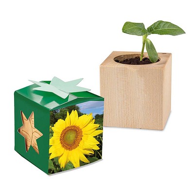 Pflanz-Holz Star-Box mit Samen, Sonnenblume, 1-seit. Druck