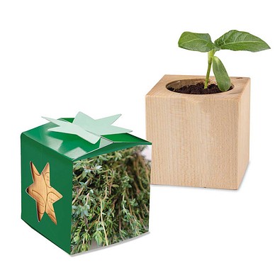 Pflanz-Holz Star-Box mit Samen, Thymian, 1-seit. Druck