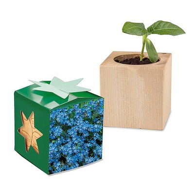 Pflanz-Holz Star-Box mit Samen, Vergissmeinnicht, 1-seit. Druck