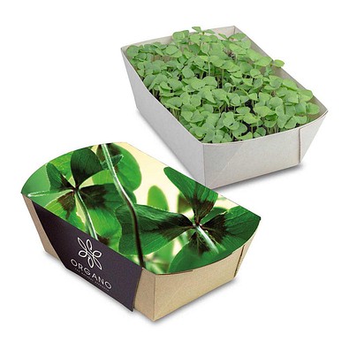 Pflanz-Schale mit Samen, Glücksklee