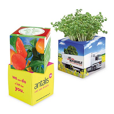 Pflanz-Würfel 2.0 mit Samen, Gewürzpaprika, 1-seit. Druck