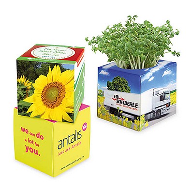 Pflanz-Würfel 2.0 mit Samen, Sonnenblume, 1-seit. Druck