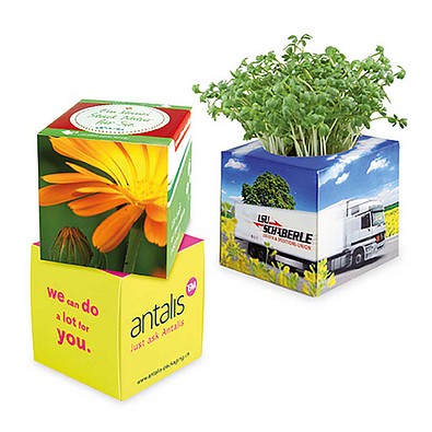 Pflanz-Würfel 2.0 mit Samen, Weihnachten, Ringelblume, 1-seit. Druck