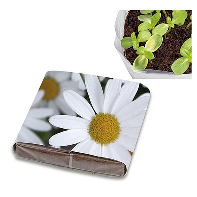 PopUp Anzuchterde mit Samen, Margerite, 1-seit. Druck