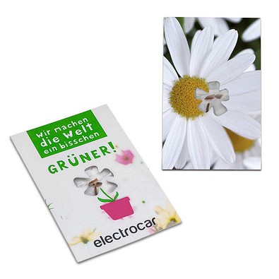 Samen-Karte-Mini Blume, Margerite, 2-seit. Druck